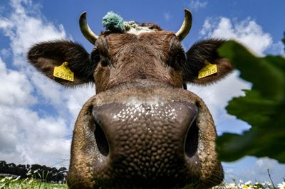 Lab-Grown 'Beef Rice' Emerges as a Potential Sustainable Protein Source