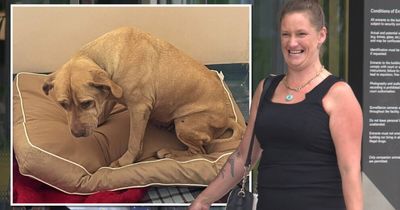 Woman who failed to care for dog escapes 10-year pet ownership ban