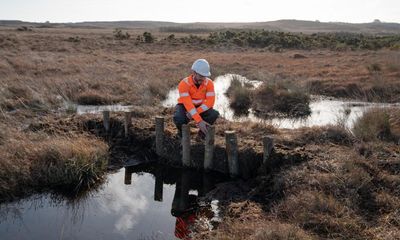 Floating spiders and insect-eating plants: leaky dams revive Dorset’s bogs