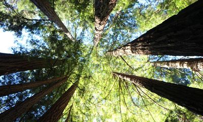Plantwatch: redwoods make amazing recovery after California wildfire