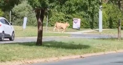 Moo-ve out the way: Cow breaks free and goes on suburban adventure