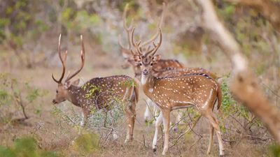 Zombie deer disease can pose risk for humans, warn experts: All about it