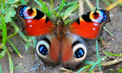 Butterfly genomes have barely changed for 250m years, study reveals