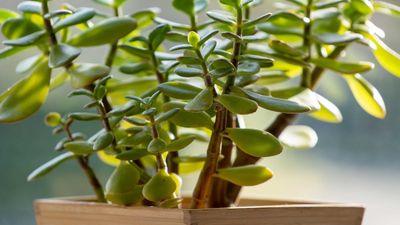 How to care for a jade plant — 7 pro tips for growing these tough succulents indoors