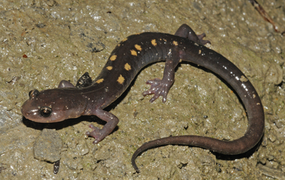 Local, regional biologists discuss federal protections for rare Appalachan salamander