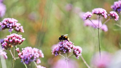 Growing verbena from seed – here is everything you need to know