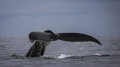 Scientists crack mystery of how baleen whales sing underwater