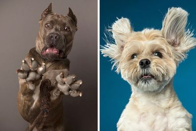 Derpy Dogs: 40 Adorable Photographs Of Paws, Noses, And Wagging Tails By Kevin Sarasom