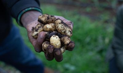 Eating to save nature? Embrace potatoes, ditch meat and track your beans