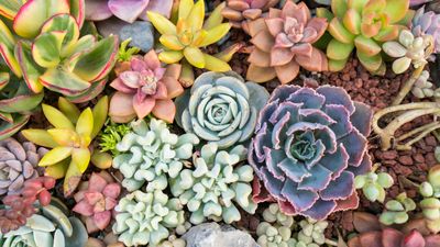 How often to water succulents to keep them green and healthy