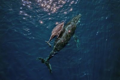 Whales 'Cannot Out-sing' Human Noise Pollution