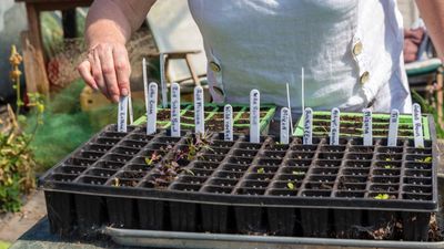 How to plan your seed sowing schedule like a pro – for the busy gardening year ahead
