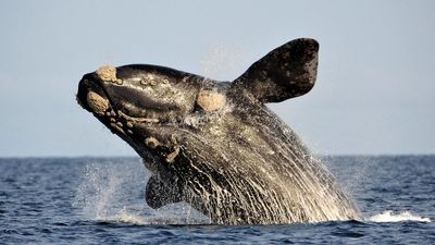 Scientists discover the anatomy behind the songs of baleen whales