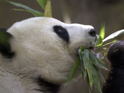 China says it plans to send more pandas to the San Diego Zoo this year
