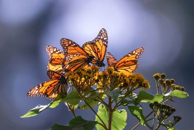 Monarch butterfly populations crashing