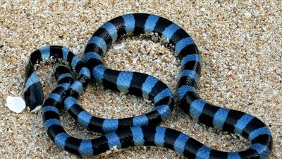 IISc scientists develop synthetic antibody to neutralise deadly snake bite toxin