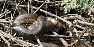 New Giant Anaconda Species Discovered In Amazon Rainforest