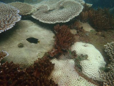 Bleaching fears along 1,000km stretch of the Great Barrier Reef