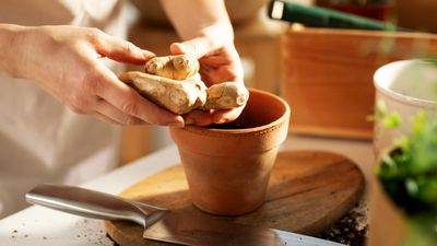 How to grow ginger in pots – expert tips for a successful crop