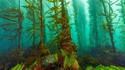 Artificial intelligence to help giant kelp restoration