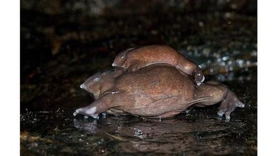 A special fund to save Purple Frog, a ‘living fossil’, in the Western Ghats