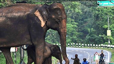 National Board for Wildlife approves elevated road project near Kaziranga National Park in Assam