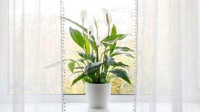 Why is my peace lily drooping? A houseplant expert shares advice, plus how to fix it