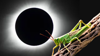 NASA Eclipse Soundscapes Project will record how 2024's total solar eclipse impacts nature