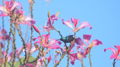 Great Backyard Bird Count: Andhra Pradesh among top 10 States this year