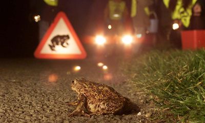 Country diary: We’re out on toad patrol with bucket and torch