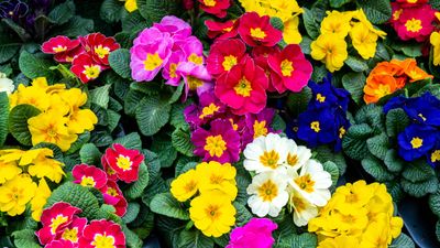 Primroses care and growing guide – expert tips for these delicate rosette bloomers