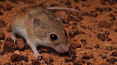 Delicate matter as new species of tiny mouse squeaks up