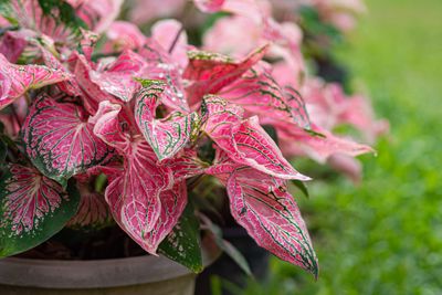 How to Care for Caladiums in Pots — Expert Tips for Pretty-in-Pink Spring Foliage in Your Backyard