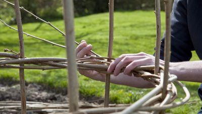 How to build hazel plant supports – for an English cottage garden look