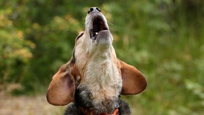If you’re bothered by your dog’s barking, it’s not your fault. Behaviorist shares six reasons why we humans find it so challenging