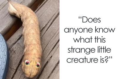 Australian Woman Finds Bizarre, But “Cute” Googly-Eyed Creature In Her Yard