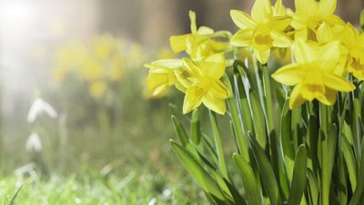 What is a false spring? Why gardeners need to resist the temptation to plant early