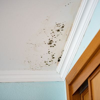 Unusual marks on your walls? Experts explain how to tell the difference between mould and condensation
