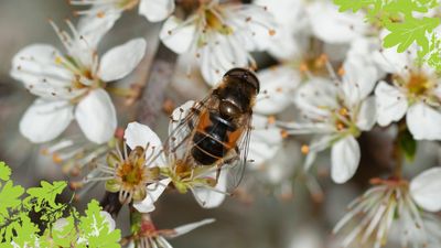 Plant trees for pollinators in need this spring with the Woodland Trust