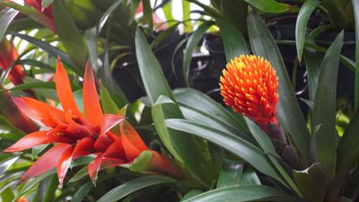 How to care for bromeliads after flowering – expert advice for bloom aftercare