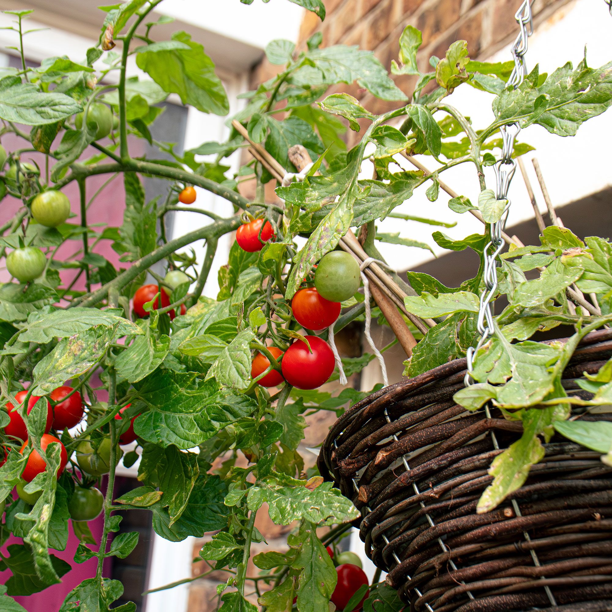 Growing tomatoes in hanging baskets a…