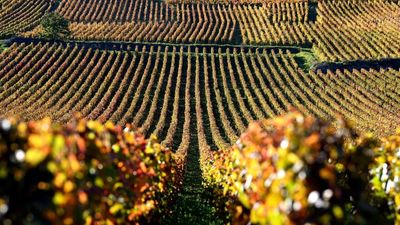 Frenchman arrested in Burgundy over theft of 7,000 bottles of wine