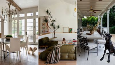How to dog-proof your home in the most stylish way – 7 tips from interior designers