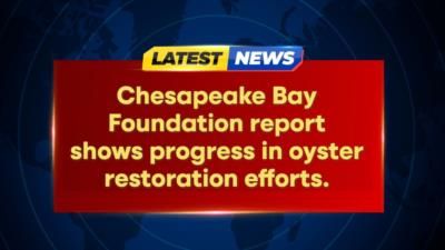 Chesapeake Bay Oyster Restoration Efforts Show Promising Progress