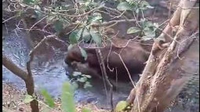 Elephant calf rescued from canal, reunited with mother, by T.N. Forest team in Pollachi