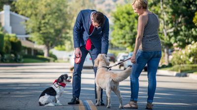 This is how to work on polite greetings when you’re out and about with your dog