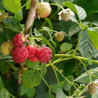 How to prune your raspberry plant to make space for new growth and prevent disease spreading