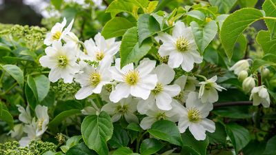 How to prune clematis – an expert guide, with tips on tools, timings, and more