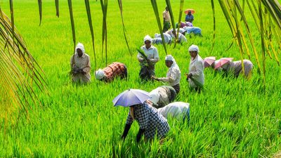 Kerala government sanctions ₹203.9 crore for paddy procurement
