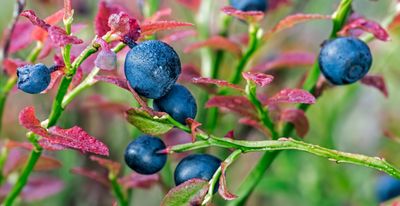 How to prune blueberries: an expert guide to pruning to boost the amount of berries